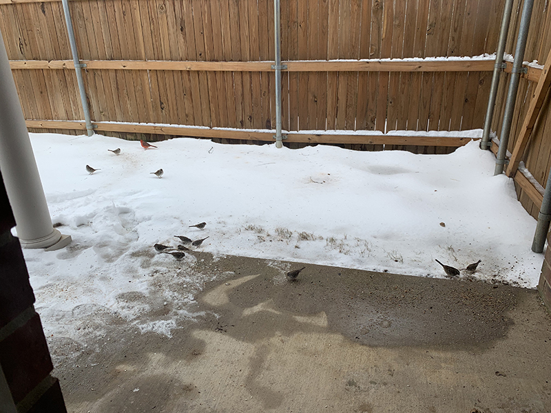 birds eating birdseed on snow-covered ground